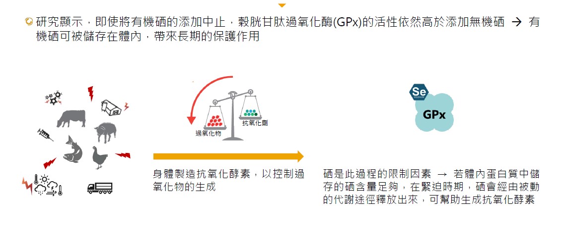 有機硒將有助於動物調節自體抗氧化能力