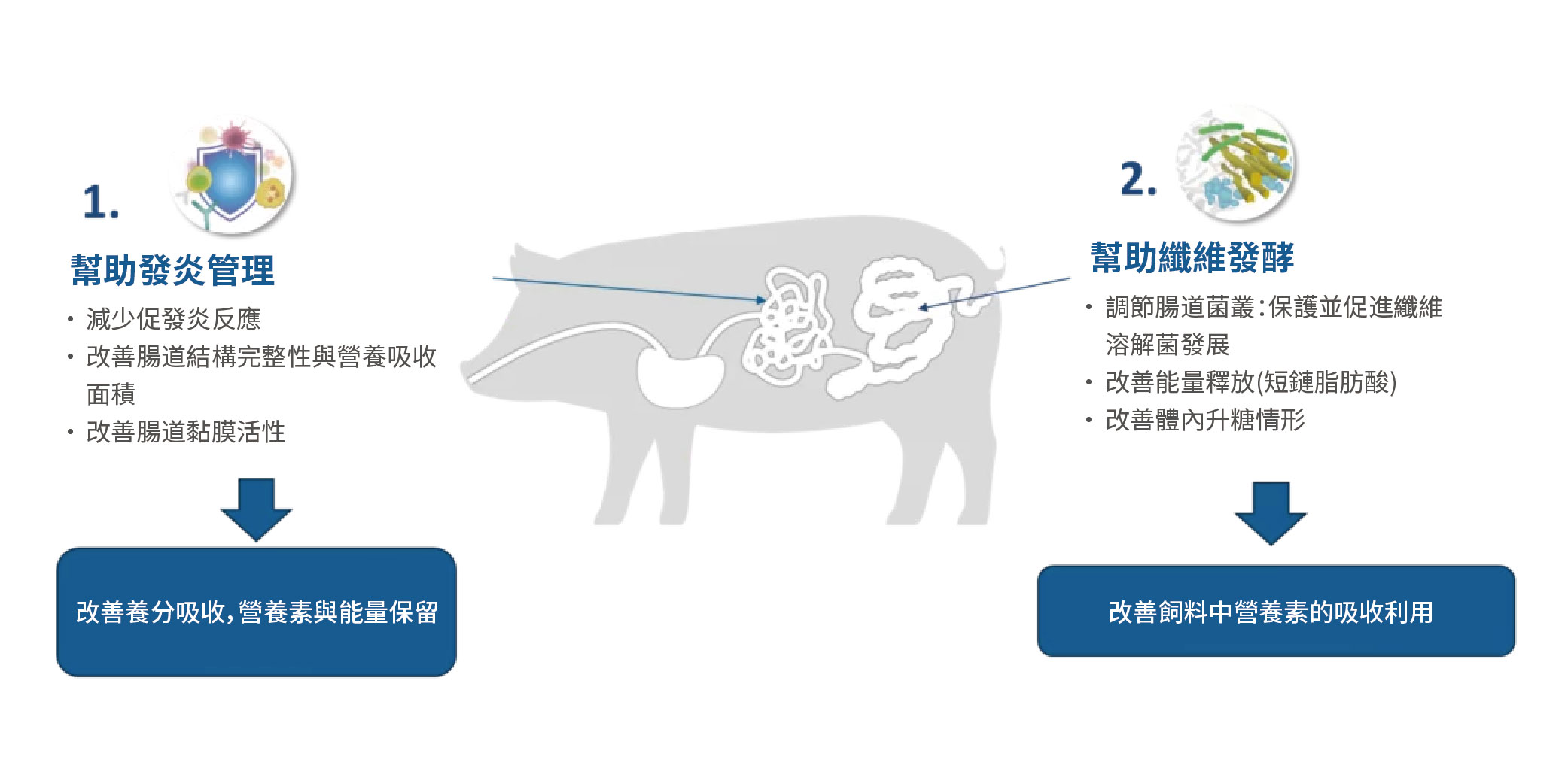 布拉迪可幫助豬隻體內發炎管理與腸道內纖維發酵