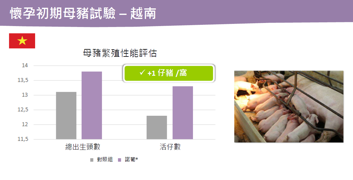 熱緊迫時期使用諾葡可以改善母豬繁殖表現